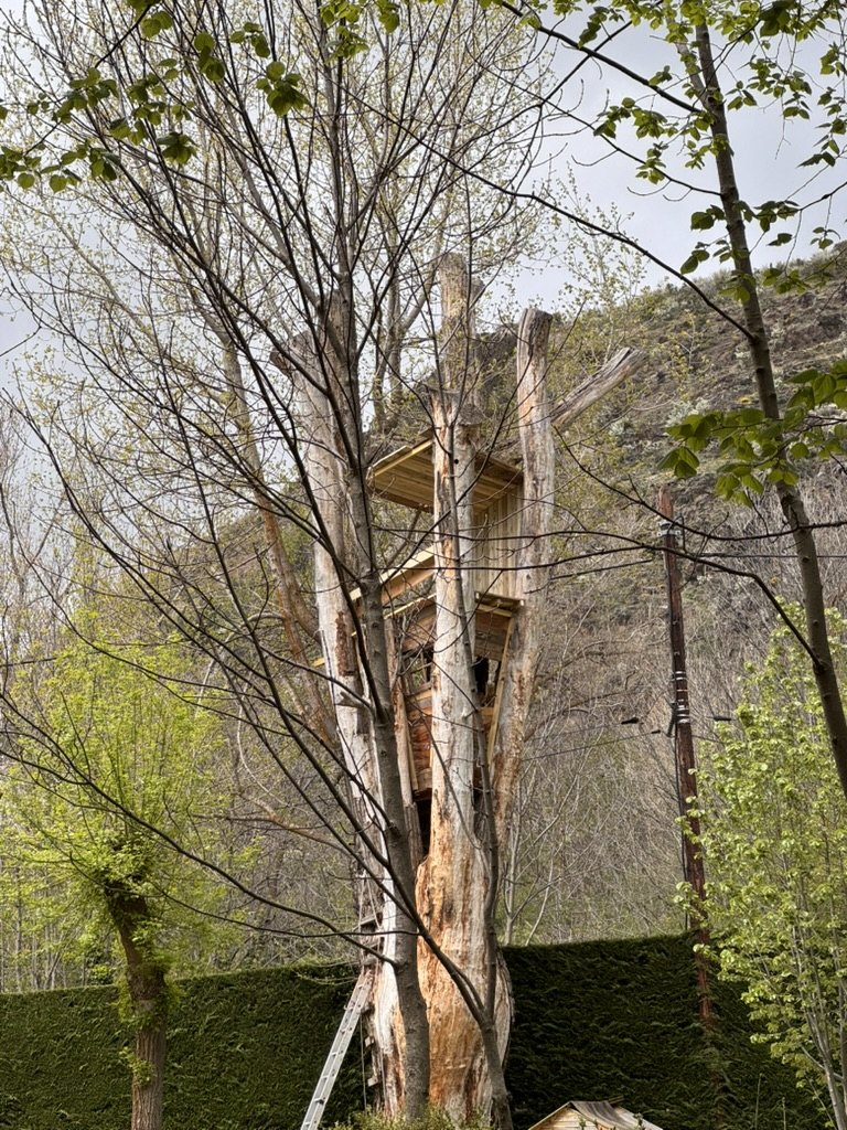 Standing dead tree with a two-level timber platform seen from the ground through spring branches