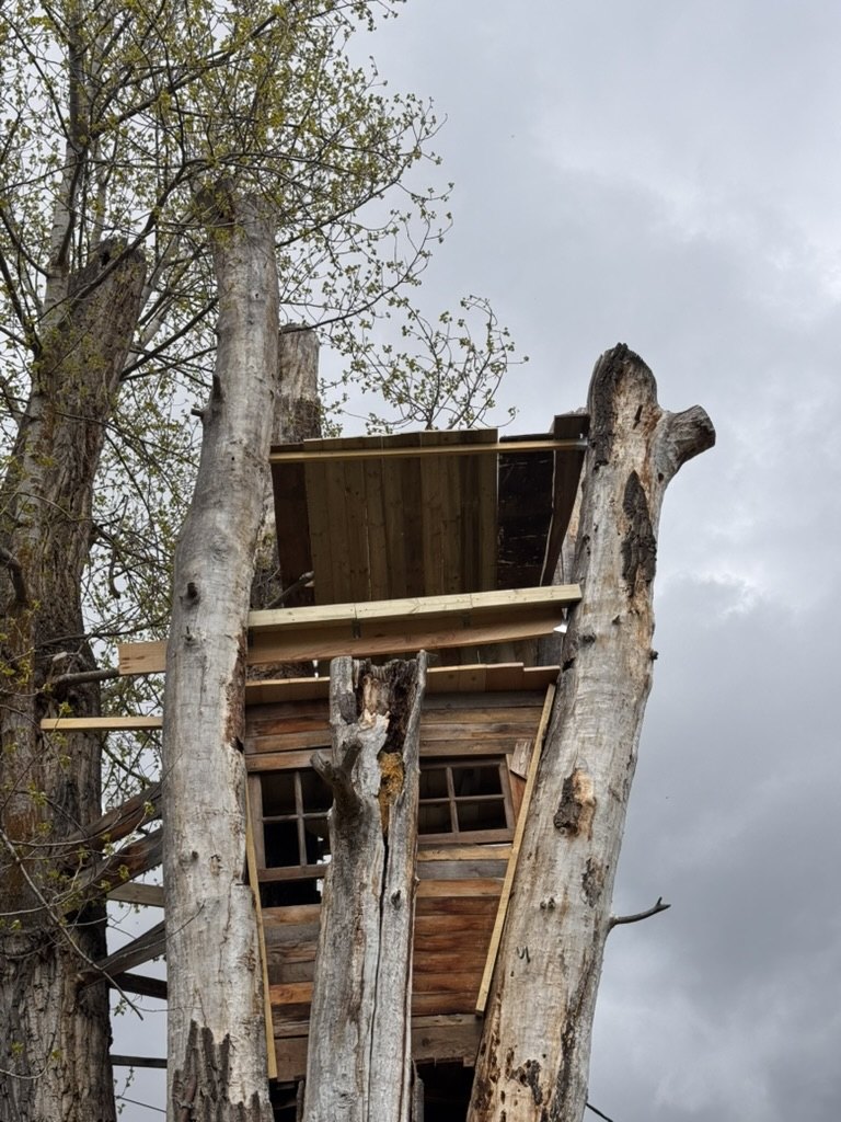 Two-level timber structure built among dead tree trunks